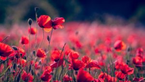 champ de coquelicots dlanor-s-654085-unsplash