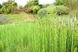 espace_rustique_bassin_de_rétention_la_pommeraye_mauges-sur-loire