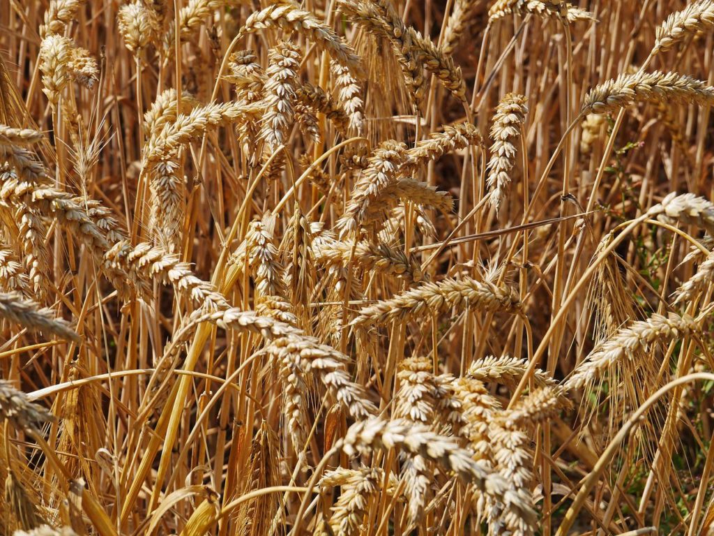 harvest-time-gdb2ff66fa_1280