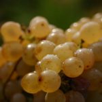 Image de l'article DOMAINE DELAUNAY