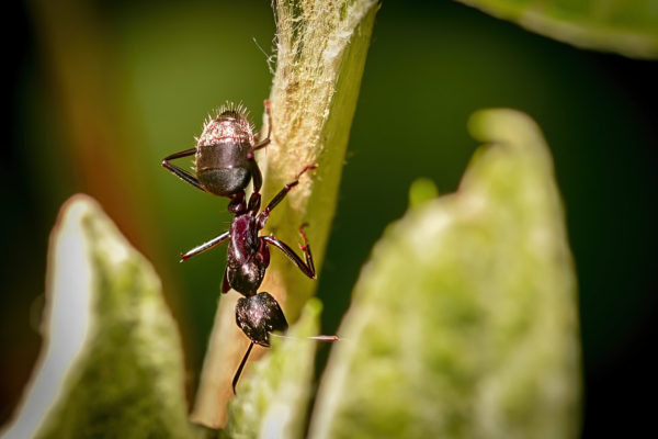 Fourmis Tapinoma Magnum