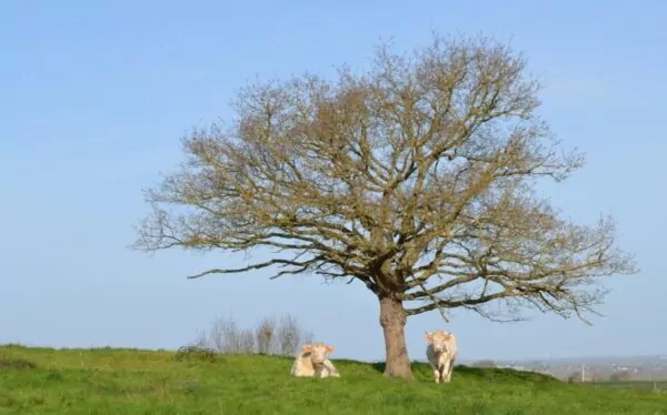 Campagne de Saint-Laurent-du-Mottay avec deux vaches sous un arbre, fixant le photographe