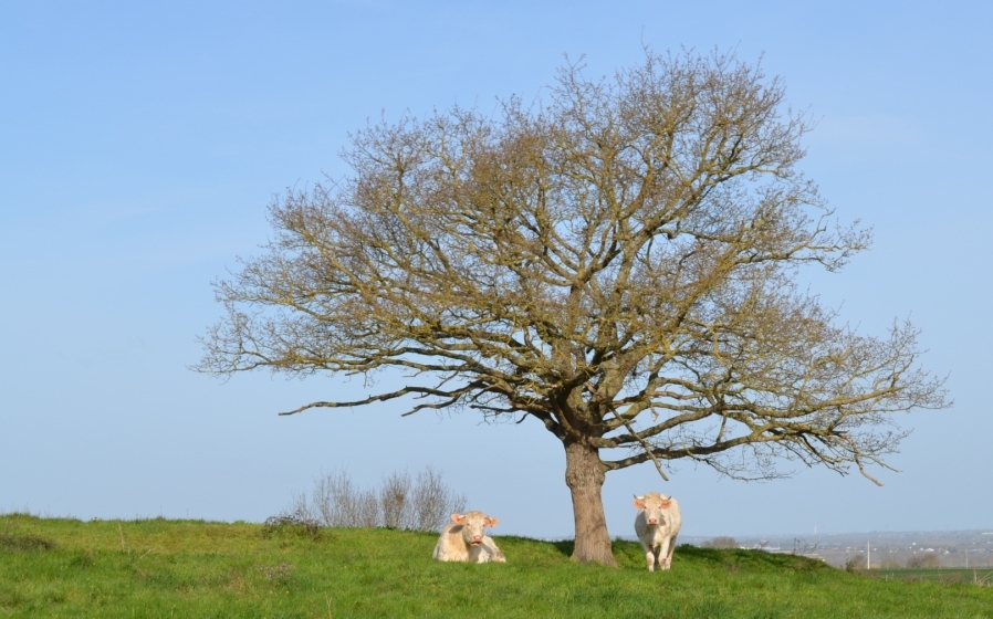 Campagne de Saint-Laurent-du-Mottay avec deux vaches sous un arbre, fixant le photographe