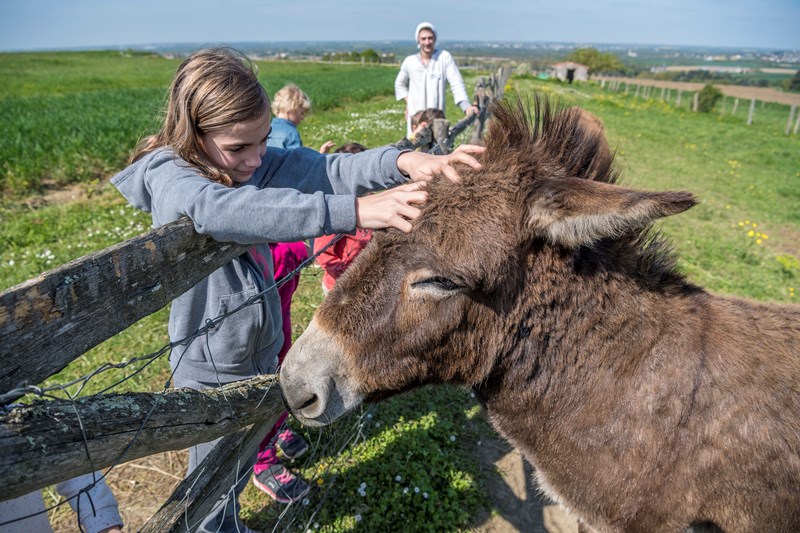 Des habitants de la Chapelle-Saint-Florent avec des ânes à l'occasion de la fête des battages au Moulin de l'Epinay