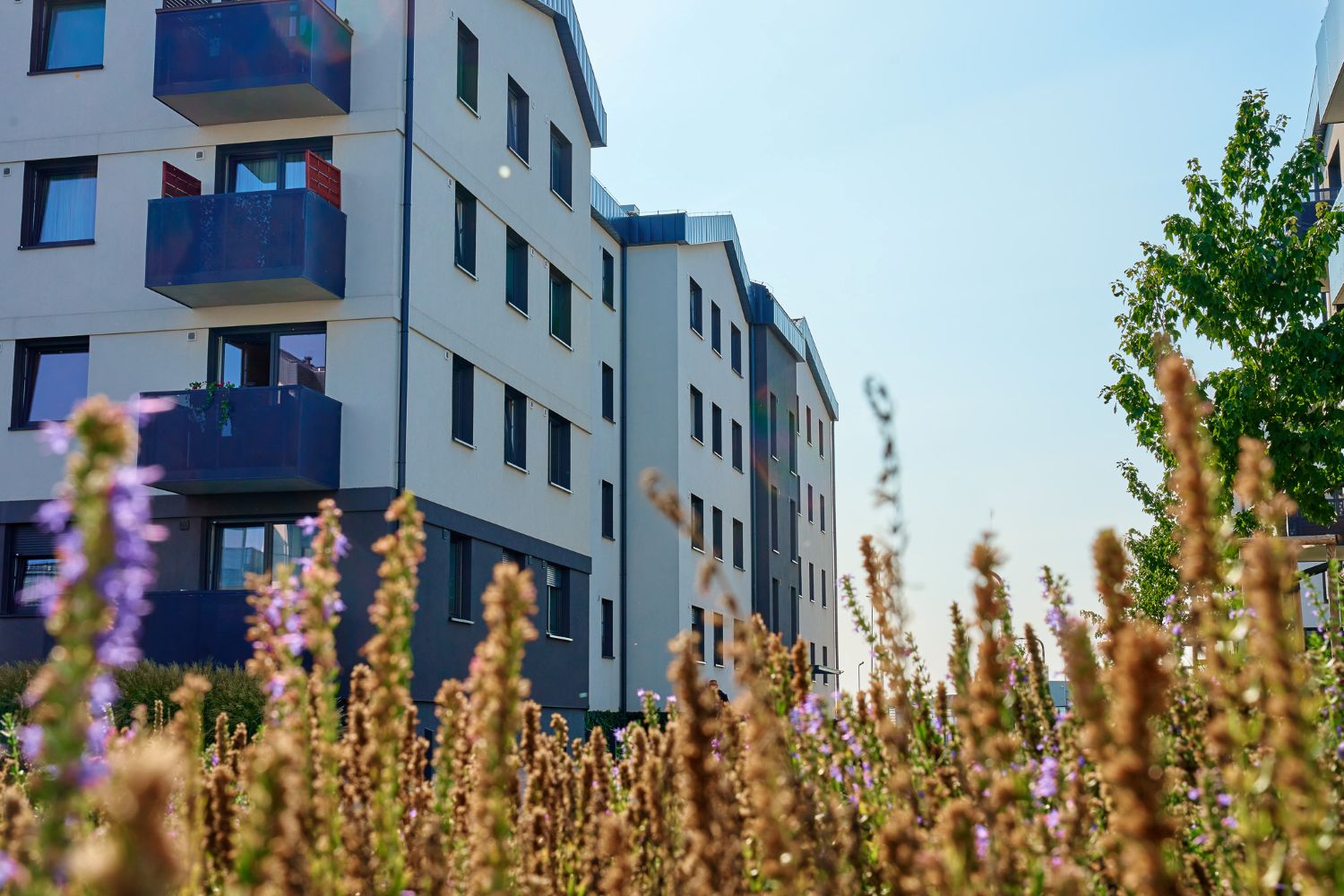 Immeuble avec des herbes hautes devant et un ciel bleu