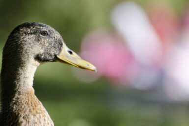 photo de profil d'un canard