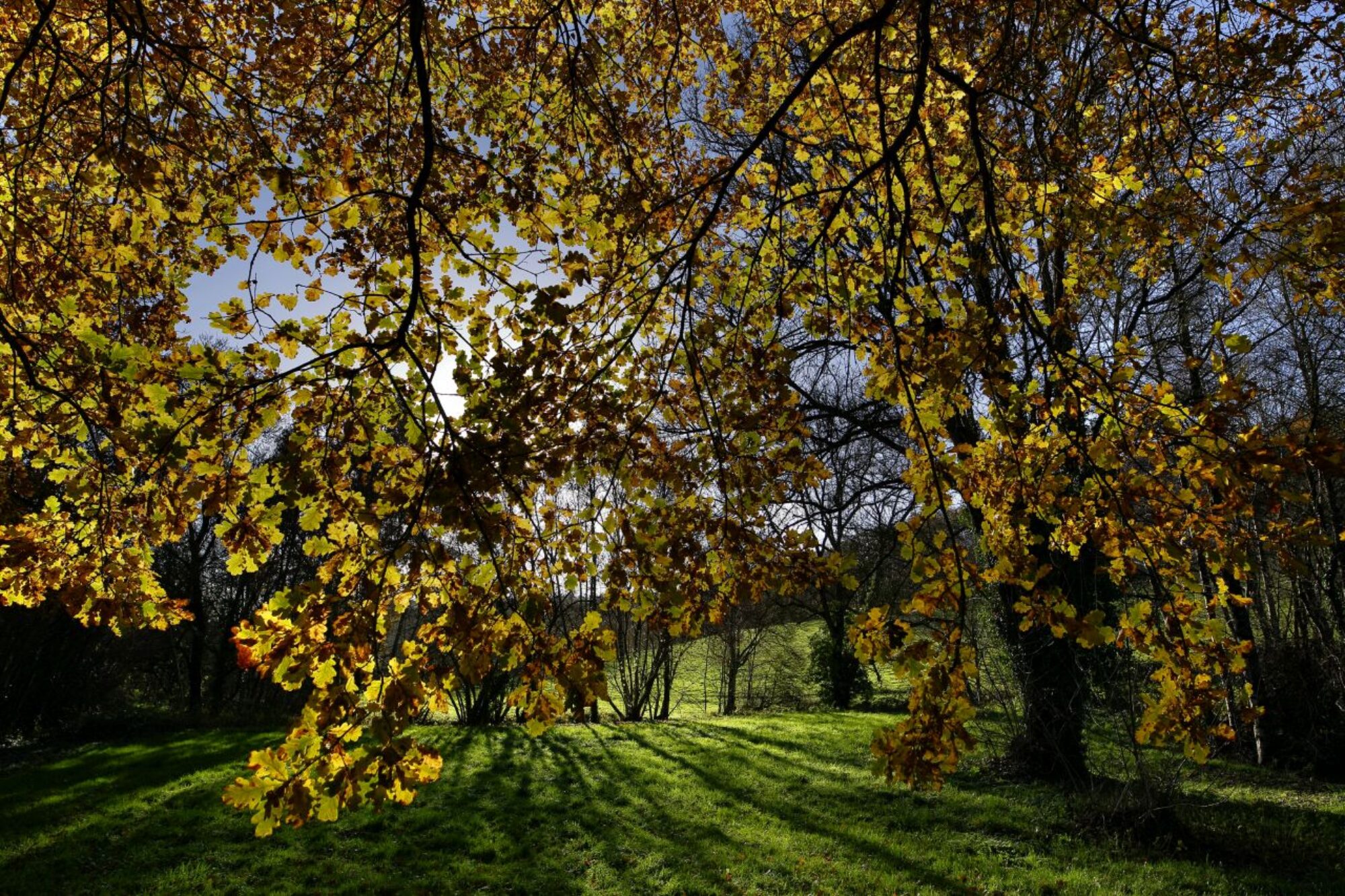 Arbre avec feuilles jaunes