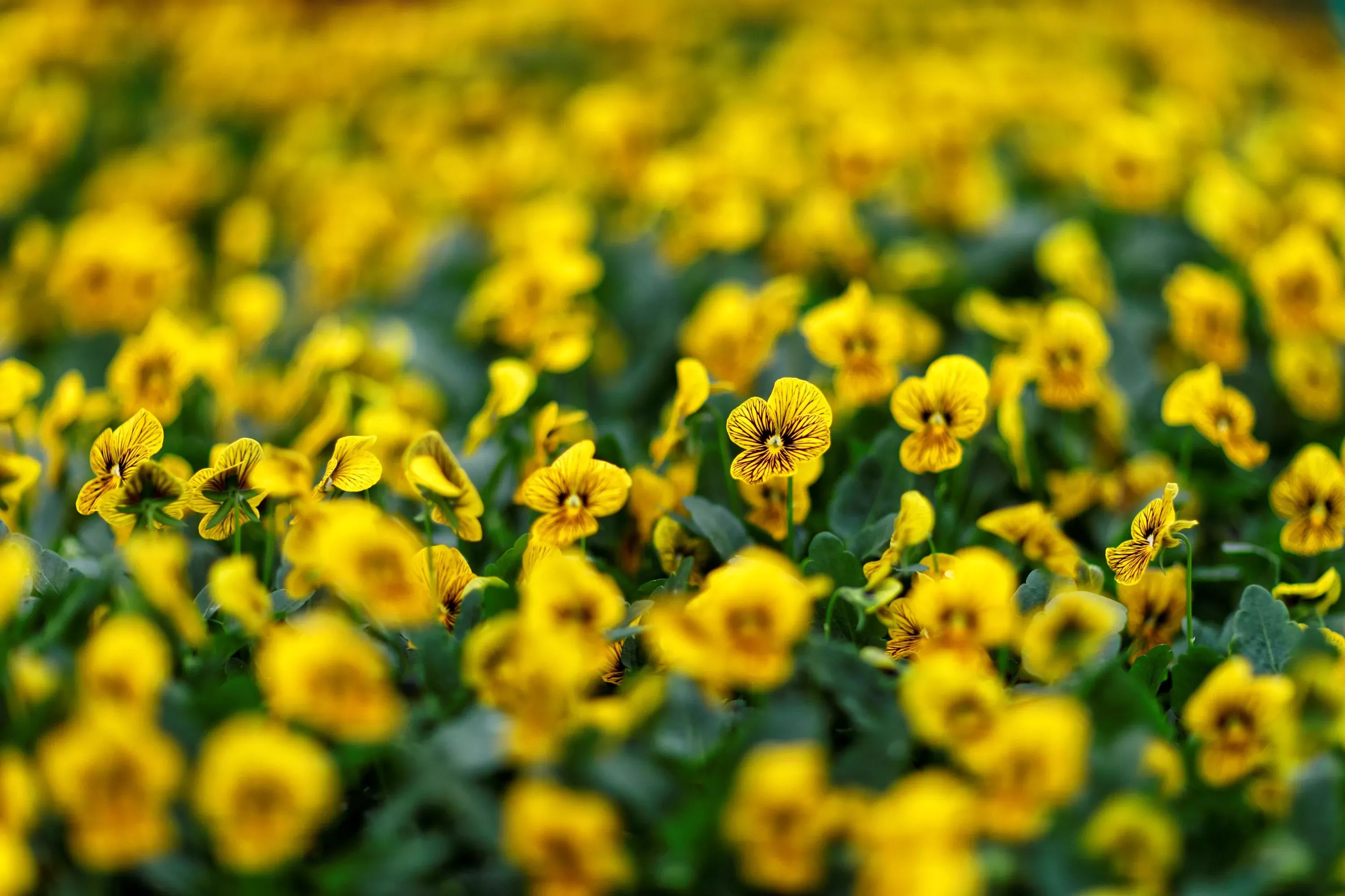 Fleurs jaunes comestibles