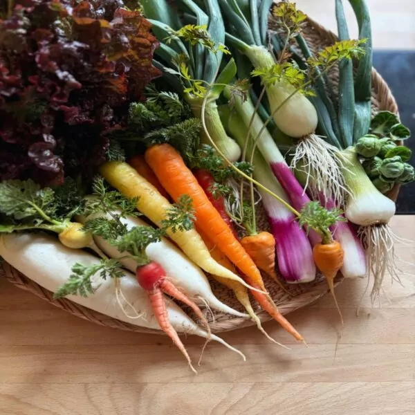Freshly harvested colorful vegetables including carrots, radishes, and green onions